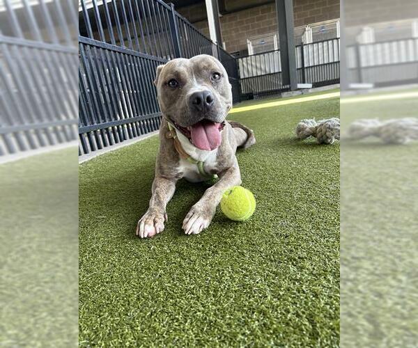 Medium Photo #2 American Pit Bull Terrier-Unknown Mix Puppy For Sale in Waco, TX, USA