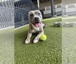 Small #1 American Pit Bull Terrier Mix