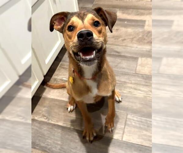 Medium Photo #1 Siberian Husky-Unknown Mix Puppy For Sale in Oklahoma City, OK, USA