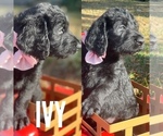 Small Photo #3 Labradoodle Puppy For Sale in LAKE PARK, GA, USA