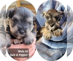 Small Photo #5 Schnauzer (Miniature) Puppy For Sale in MIDDLETOWN, OH, USA