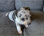 Puppy MJ Chiweenie