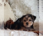 Small Photo #43 Shorkie Tzu Puppy For Sale in NEVADA, TX, USA