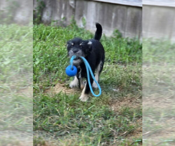 Medium Photo #11 Mutt Puppy For Sale in Rosenberg, TX, USA