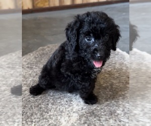 Goldendoodle Puppy for sale in IPSWICH, MA, USA
