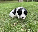 Puppy Harley English Springer Spaniel