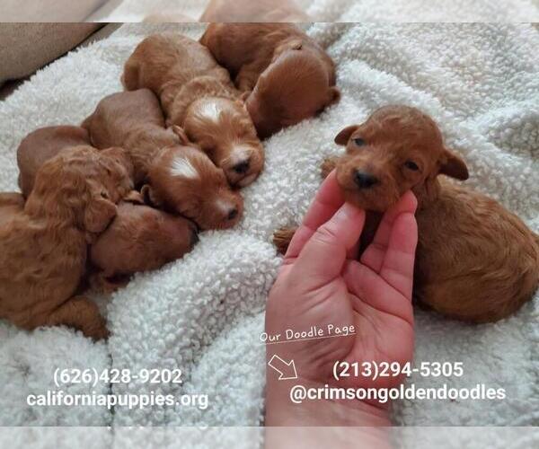 Medium Photo #4 Goldendoodle Puppy For Sale in BREA, CA, USA