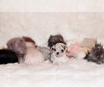Small Photo #24 Chihuahua Puppy For Sale in CHARLESTON, AR, USA