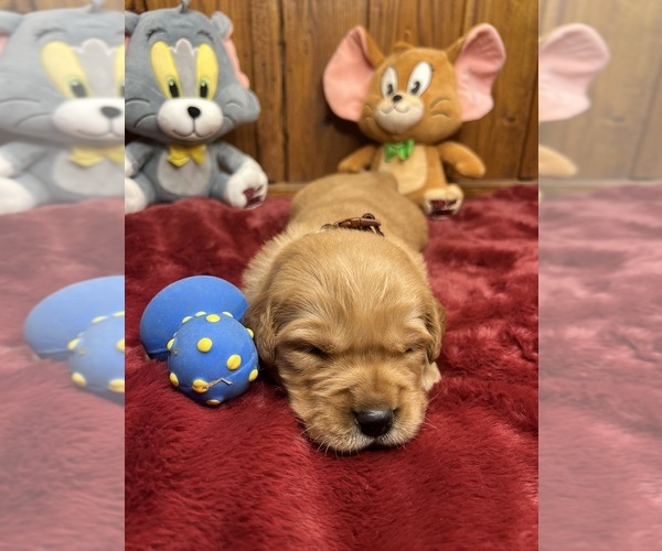 Medium Photo #2 Golden Retriever Puppy For Sale in NEOLA, WV, USA