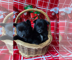 Pomeranian Puppy for sale in INDIANAPOLIS, IN, USA