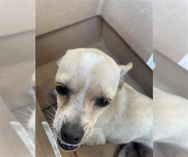 Medium Photo #1 Chihuahua Puppy For Sale in San Antonio, TX, USA