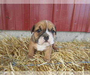 Beabull Puppy for sale in CHICAGO, IL, USA