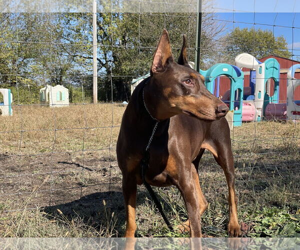Medium Photo #1 Doberman Pinscher Puppy For Sale in Minneaoplis, MN, USA