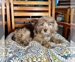 Reese - Male Labradoodle Puppy for Sale - Photo #5