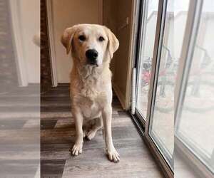 - Mix Dogs for adoption in Bountiful, UT, USA