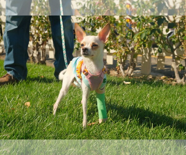 Medium Photo #1 Chihuahua-Unknown Mix Puppy For Sale in San Jose, CA, USA