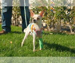 Little Girl - Female Chihuahua-Unknown Mix Dog for Adoption - Small photo