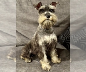 Schnauzer (Miniature) Puppy for Sale in JEFFERSON, Oregon USA