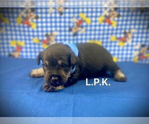 Schnauzer (Miniature) Puppy for sale in WINNSBORO, LA, USA