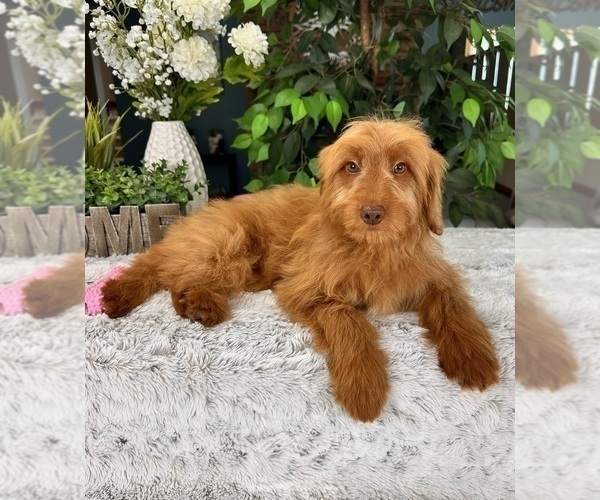 Medium Photo #3 Goldendoodle (Miniature) Puppy For Sale in GREENFIELD, IN, USA