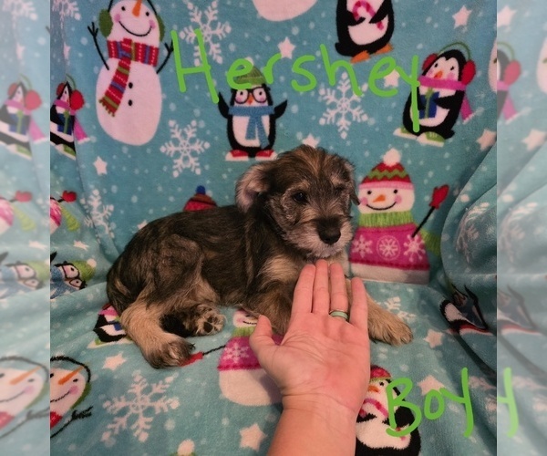 Medium Photo #27 Chizer Puppy For Sale in MONTEZUMA, GA, USA