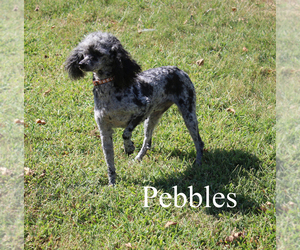 Poodle (Toy) Puppy for sale in CHANUTE, KS, USA