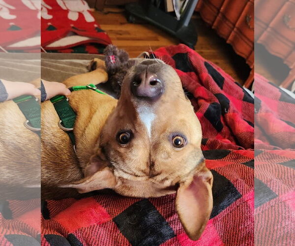 Medium Photo #5 Labrador Retriever-Unknown Mix Puppy For Sale in Doylestown, PA, USA