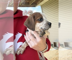 Coonhound Puppy for Sale in ZANESVILLE, Ohio USA
