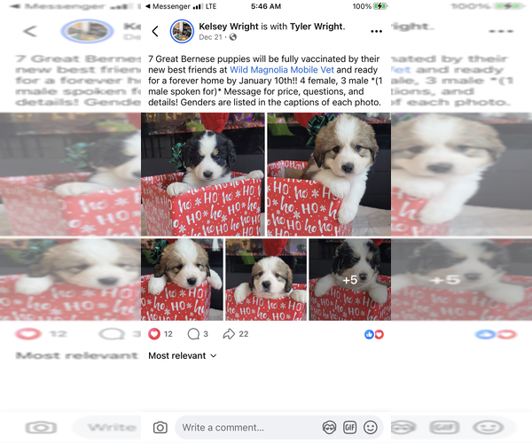 Medium Photo #1 Bernefie (pronounced burn-ah-fee)-Great Pyrenees Mix Puppy For Sale in JONESBOROUGH, TN, USA