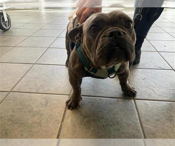 Medium Photo #1 French Bulldog-Unknown Mix Puppy For Sale in San Antonio, TX, USA
