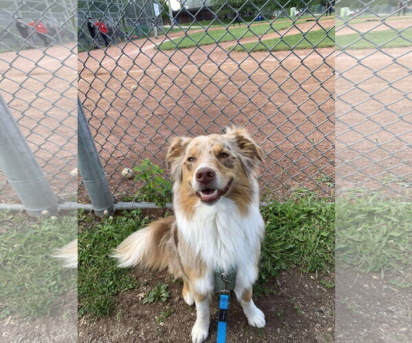 Medium Photo #7 Australian Shepherd Puppy For Sale in Oro Medonte, Ontario, Canada