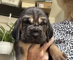 Puppy Puppy 1 Bloodhound