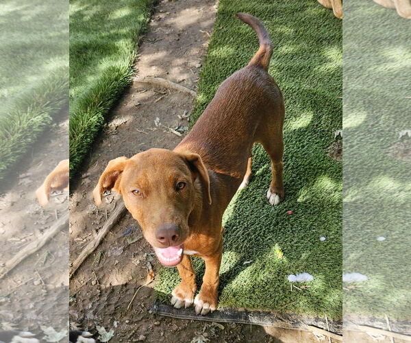 Medium Photo #4 Boxador Puppy For Sale in Tracy City, TN, USA