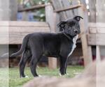 Small #3 Labrador Retriever Mix