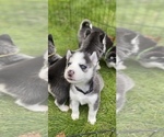 Small Photo #6 Siberian Husky Puppy For Sale in LYNNWOOD, WA, USA