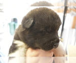 Small Photo #2 Akita Puppy For Sale in LICKING, MO, USA