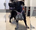 Small #8 American Pit Bull Terrier Mix