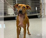 Small #3 Black Mouth Cur Mix