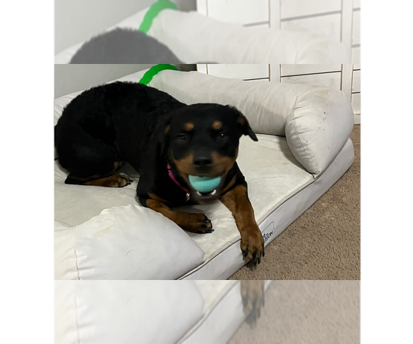 Medium Photo #1 Rottweiler Puppy For Sale in Gilbert, AZ, USA