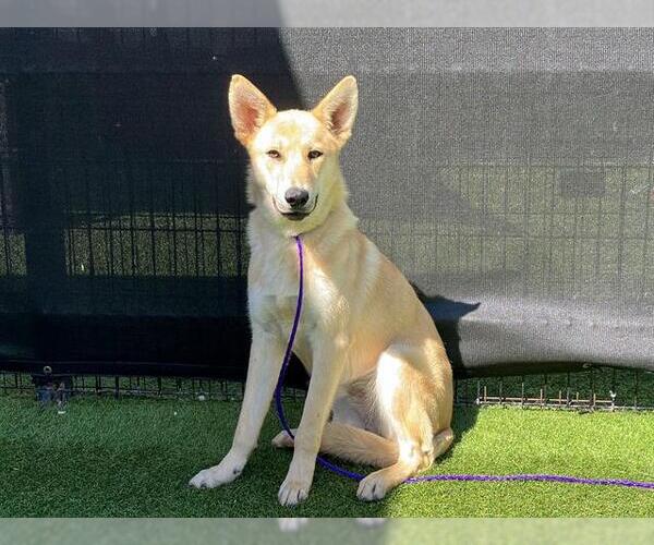 Medium Photo #3 German Shepherd Dog-Unknown Mix Puppy For Sale in Orange, CA, USA