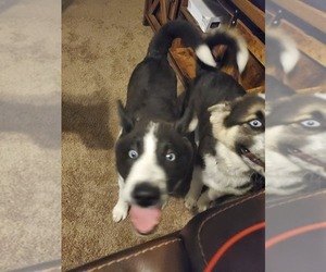 Border Collie-Siberian Husky Mix Puppy for Sale in HANAHAN, South Carolina USA