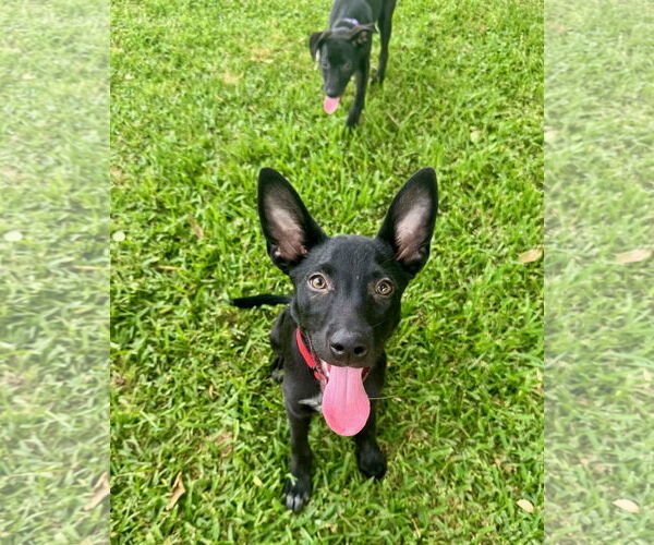 Medium Photo #1 Mutt Puppy For Sale in Mobile, AL, USA