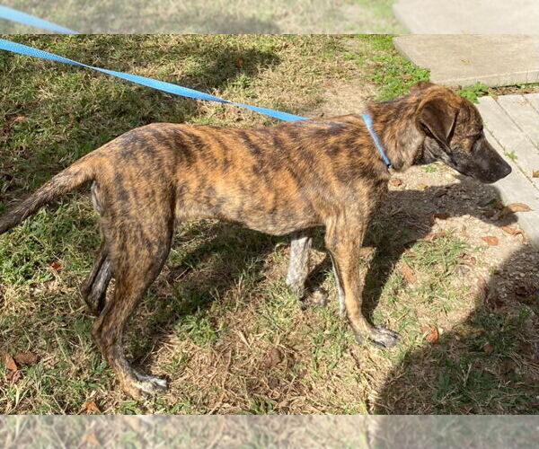 Medium Photo #2 Plott Hound-Unknown Mix Puppy For Sale in Canton, CT, USA