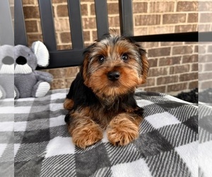 Yorkshire Terrier Puppy for sale in INDIANAPOLIS, IN, USA