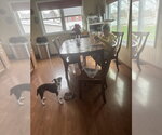 Small #15 Jack Russell Terrier Mix
