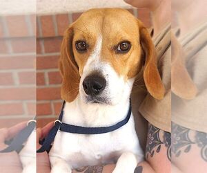 Beagle Dogs for adoption in Carrollton, TX, USA