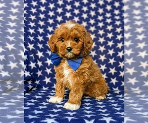 Cavapoo Puppy for sale in QUARRYVILLE, PA, USA