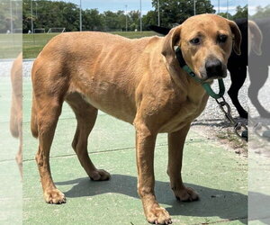Labrador Retriever-Unknown Mix Dogs for adoption in Rustburg, VA, USA