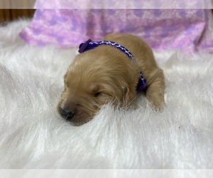 Golden Retriever Puppy for Sale in NEOLA, West Virginia USA