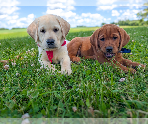 Medium Photo #1 Labrador Retriever Puppy For Sale in ATWATER, MN, USA